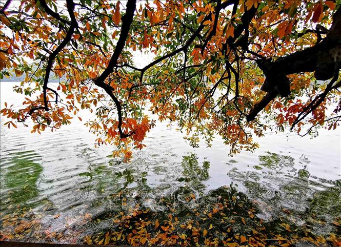 Vẻ đẹp mùa thay lá trên hồ Gươm
